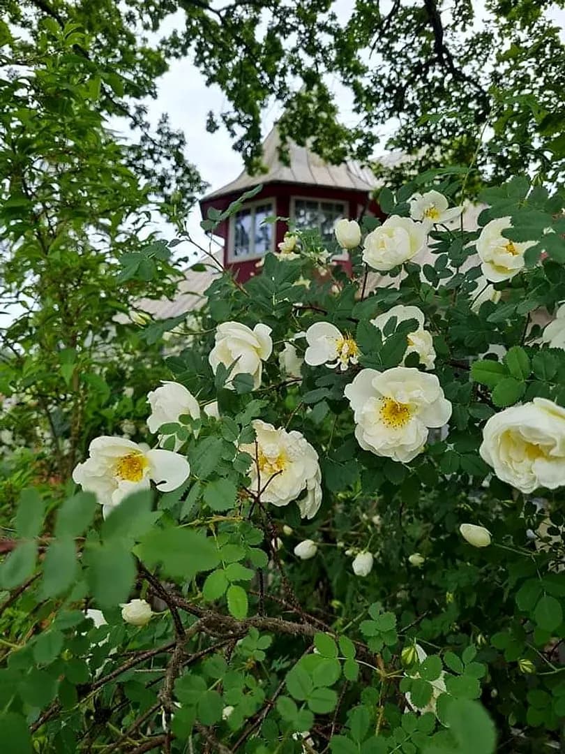 8-ist. Māja, 550㎡ - Jūrmala, Asari — bilde 2