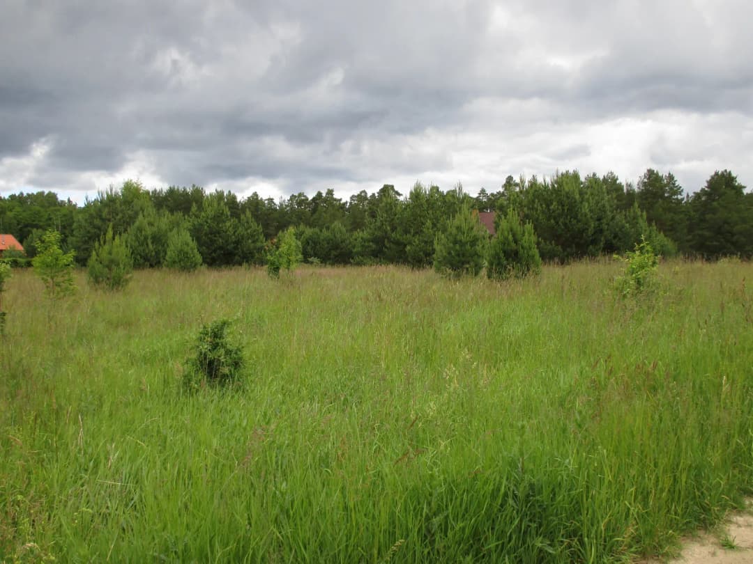 Žocene, Rojas pagasts